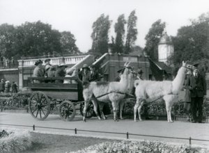 Promenade en charrette de lama pour les visiteurs avec trois lamas conduits par des gardiens, Zoo de Londres, août 1923 - Frederick William Bond